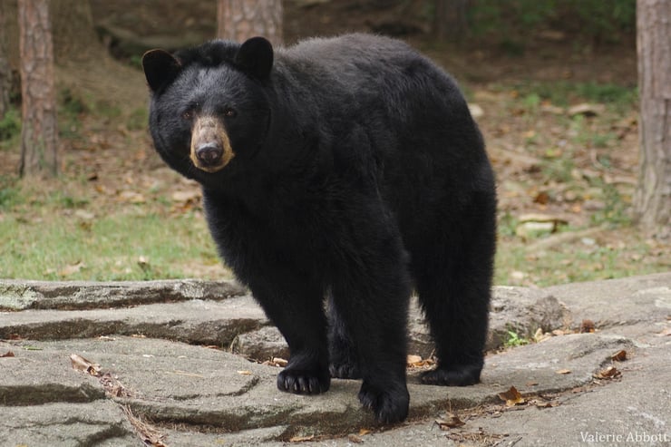 ours brun baribal fiche animaux animal canada quebec  facts black bear