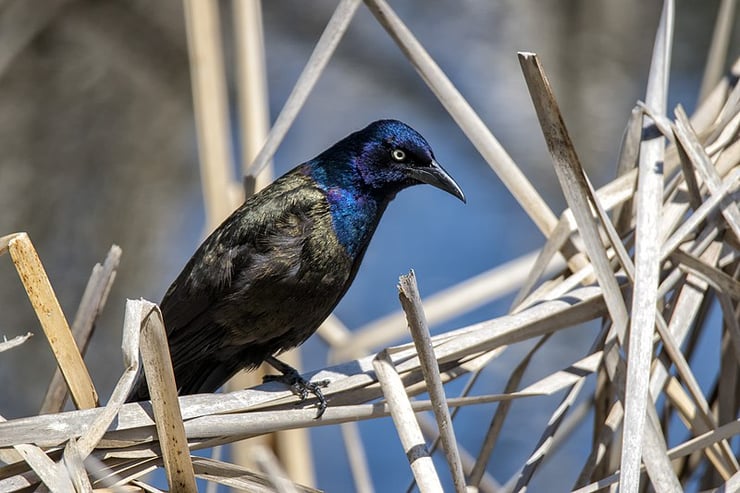 quiscale bronze fiche pedagogique animaux oiseaux diconimoz