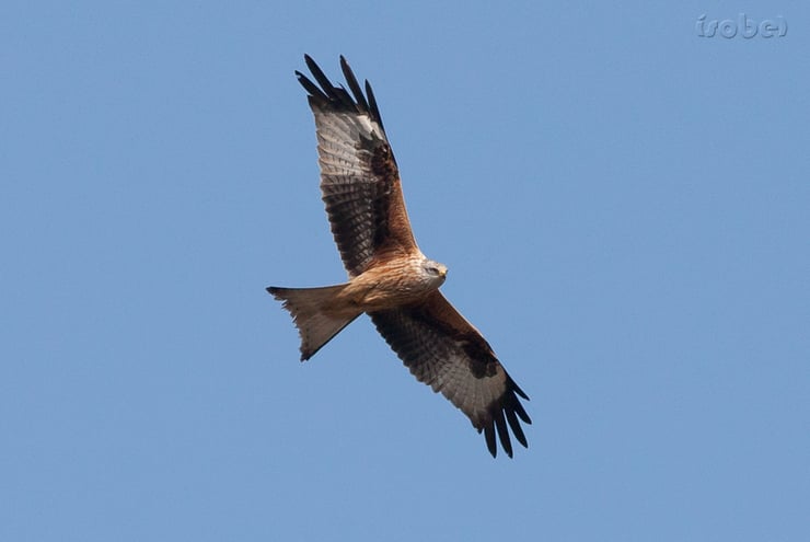 milan royal fiche oiseau