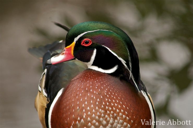 animaux canada quebec canard branchu carolina wood duck