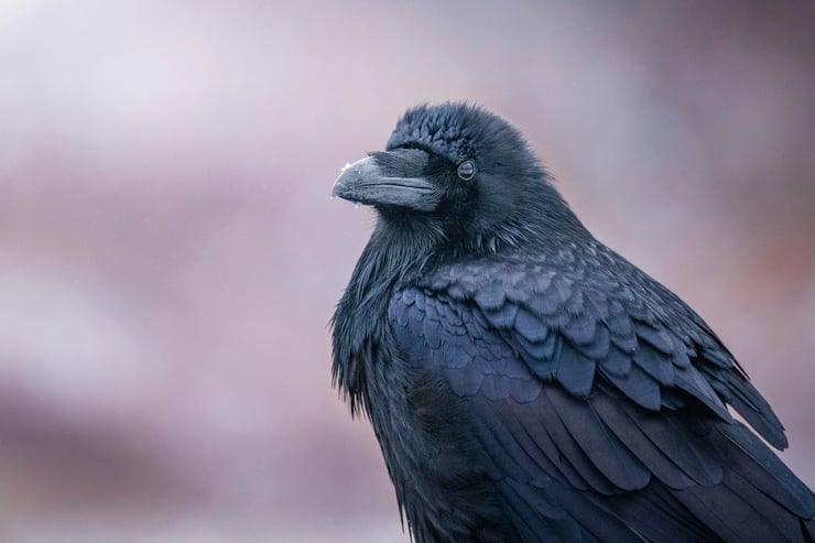 corbeau animal totem amerindien