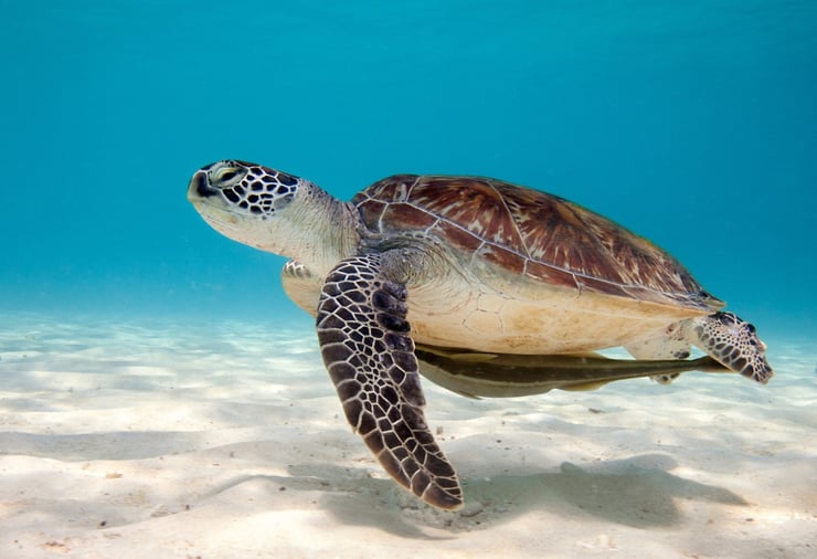 animaux tortue verte fiche reptile ocean 