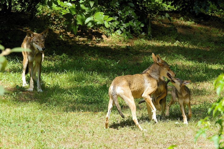 loup rouge en train de jouer fiche animaux canides