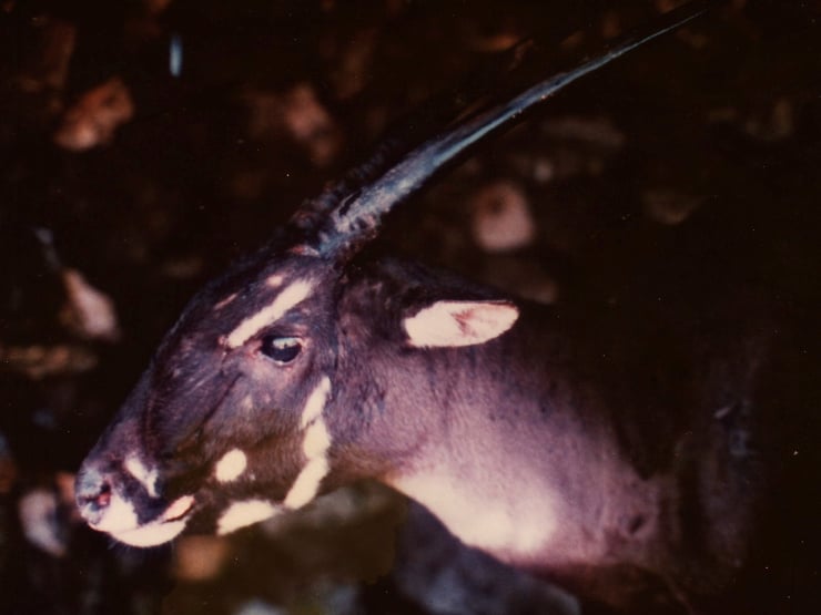saola fiche animaux bovides animal facts 