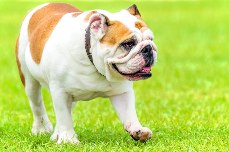 comportement du bouledogue anglais bulldog fiche chien