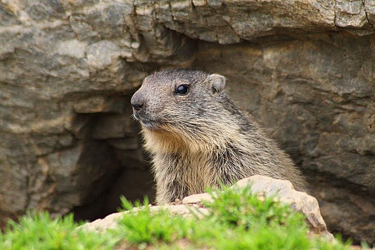 fiche animaux des montagnes françaises marmotte des alpes