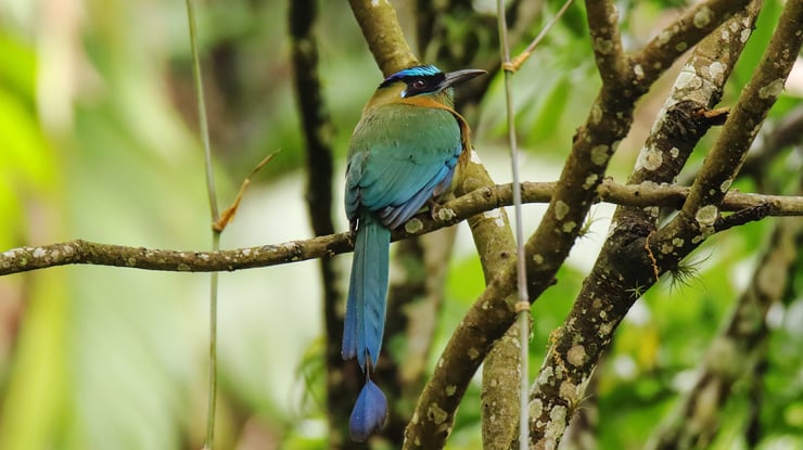 motmot houtouc amazonian motmot Momotus momota fiche oiseaux amazonie
