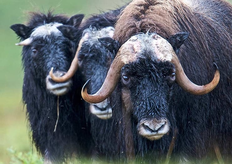 animaux canada quebec boeuf musque musk ox