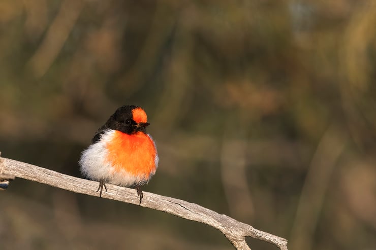 miro à front rouge taille poids habitat répartition
