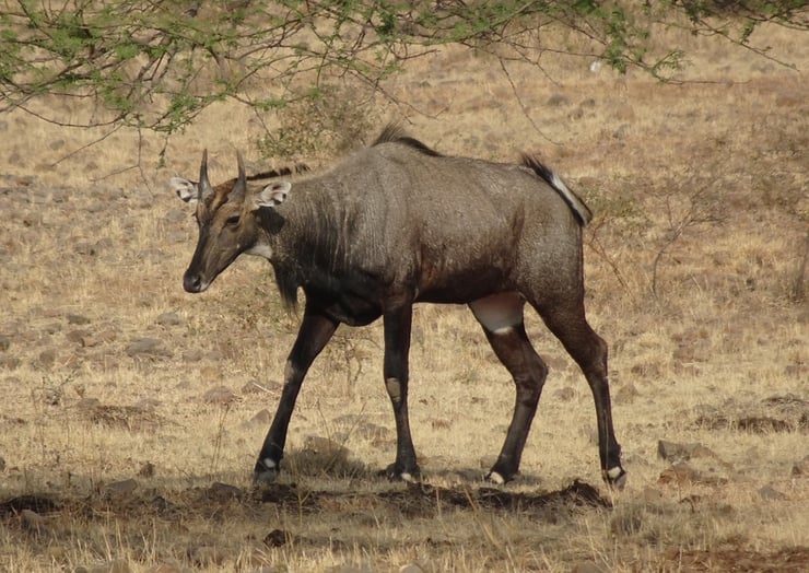 antilope nilgaut fiche animal animaux sauvages facts nilgai asie