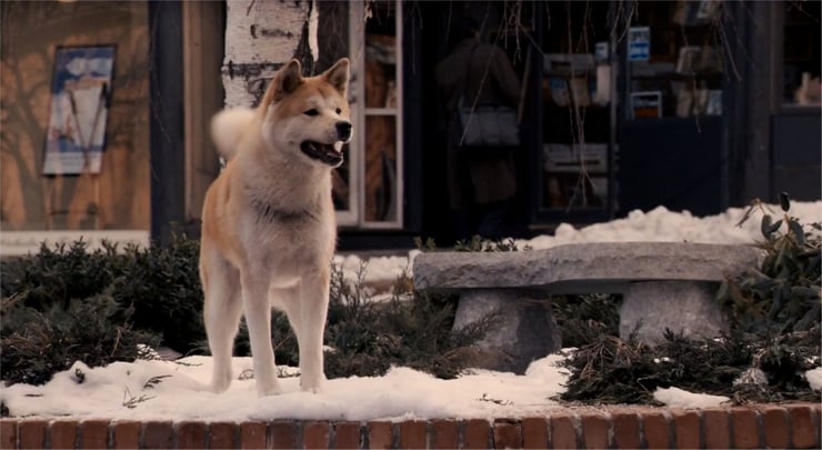 animaux celebre hatchi