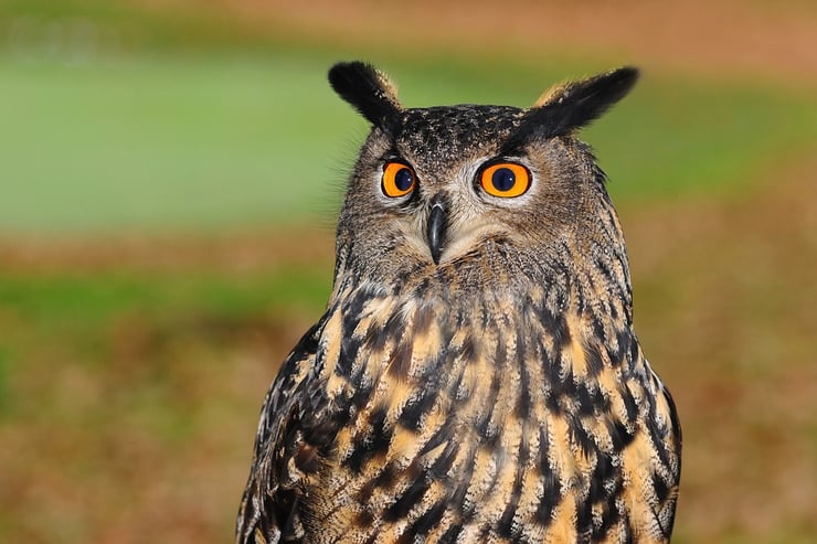 hibou grand duc eurasian eagle owl buto buto oiseaux bird poids taille habitat distribution