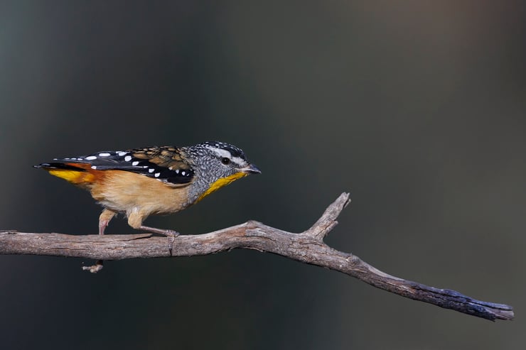 parladote pointillé spotted parladote