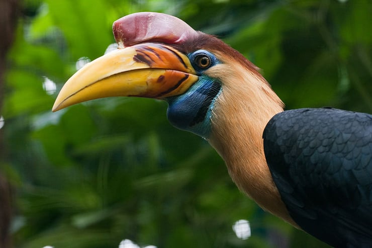 calao a cimier fiche oiseaux poids taille habitat Knobbed Hornbill Rhyticeros cassidix