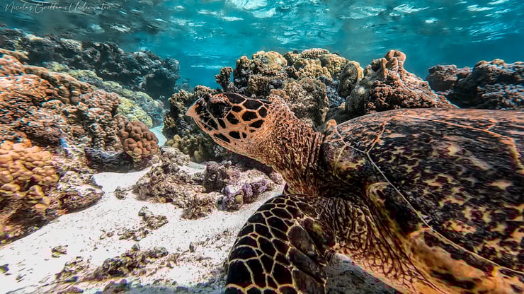 tortue imbriquée longevite repartion bec de faucon