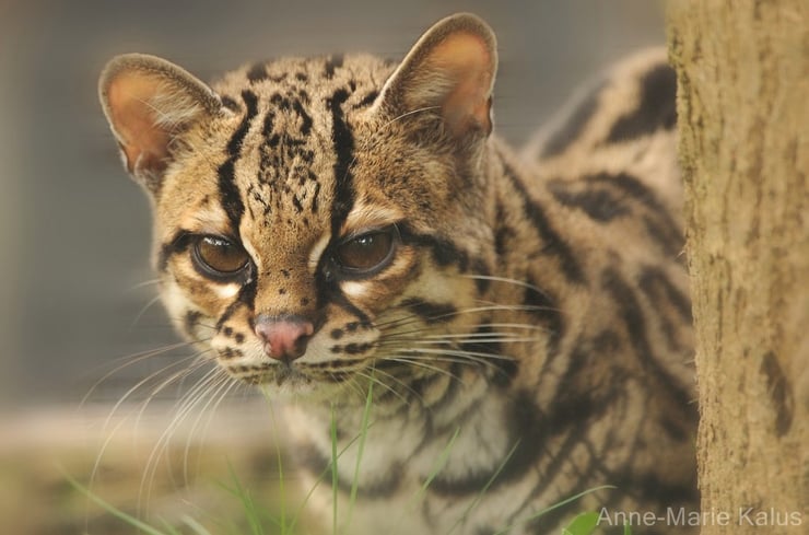 Le margay - le grimpeur de la jungle