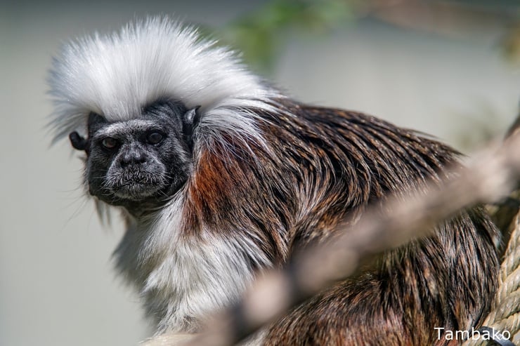 pinché a crête blanche singe de animaux de Colombie