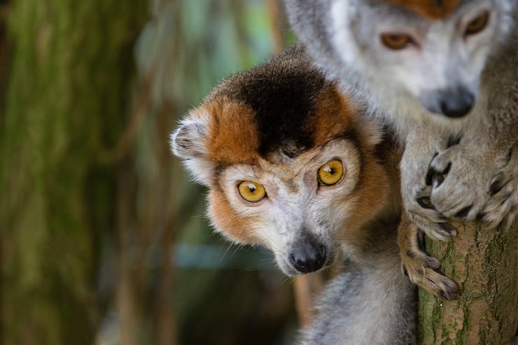 lemur couronnée eulemur coronatus fiche animaux de madagascar