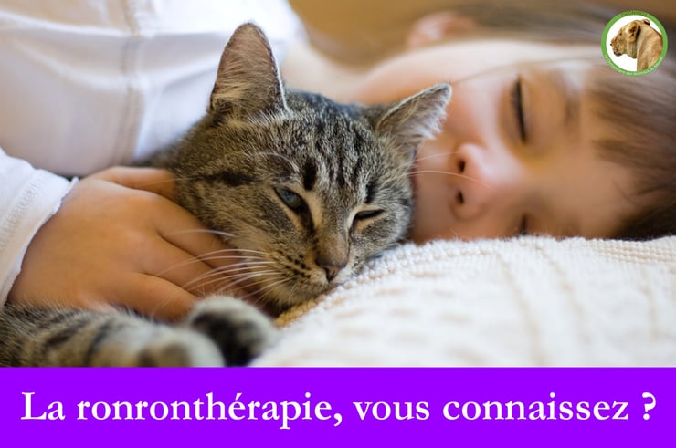 chat ronron ronrontheraphie cat ronronnement stress enfant adulte