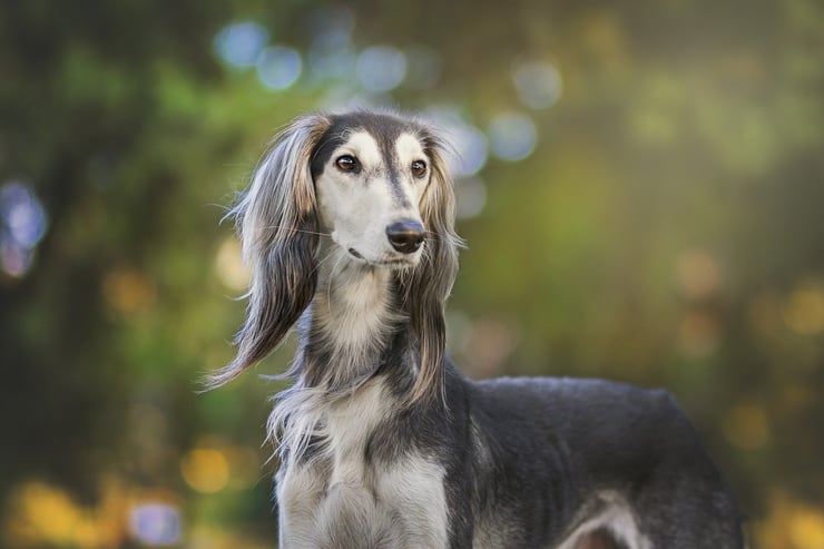 fiche chien saluki origine caractere sante poil robe