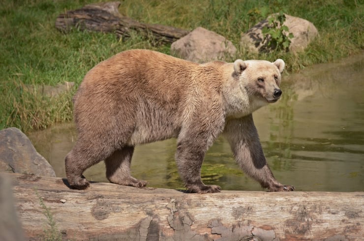 grolar hybride entre le grizzli et l'ours polaire