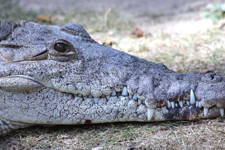crocodile américain mangrove cotières
