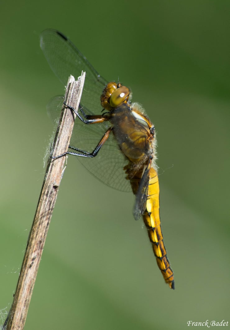 libellula depressa libellule depressive insectes fiche