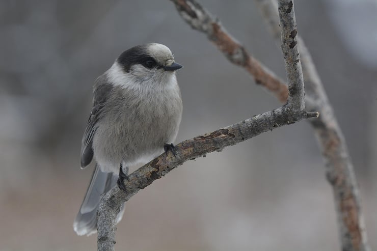 le mesangeai Un symbole vivant de la nature québécoise