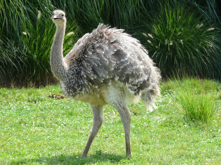 nandou de darwin poids taille reproduction habitat alimentation animal par N