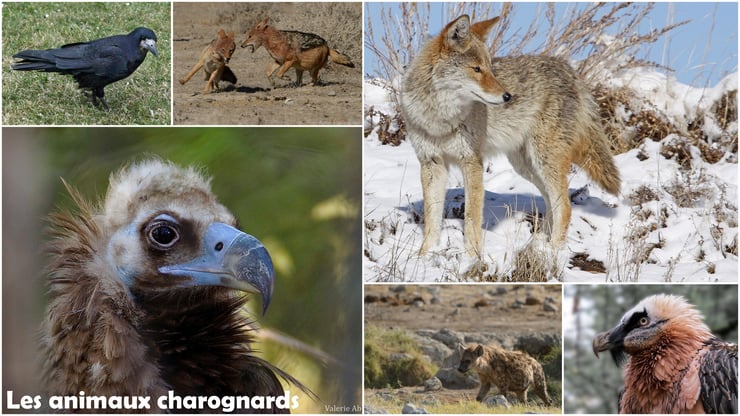 liste animaux charognards vautour coyote corbeau gypaete chacal hyene