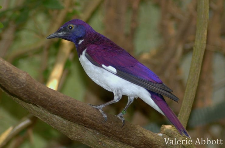 etourneau amethyste fiche oiseaux animaux animal fact birds violet backed starling