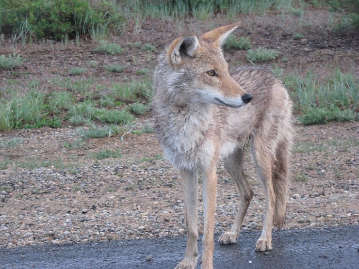 fiche animaux animal le coyote 