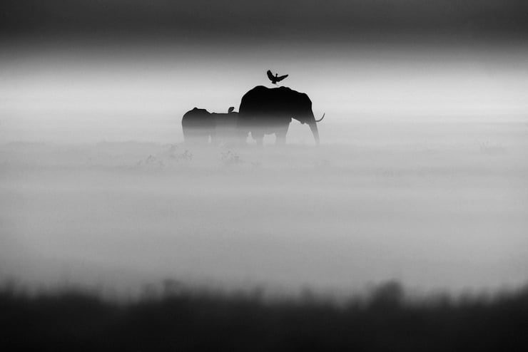 elephant oiseau laurent baheux