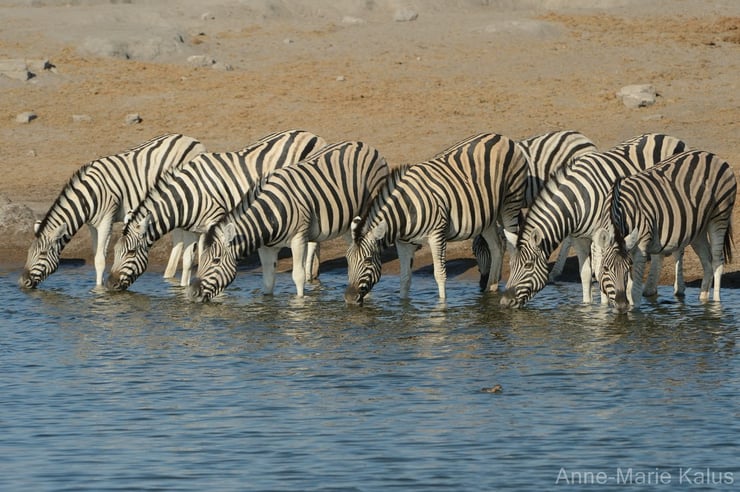 liste animaux a rayures zebre zebres