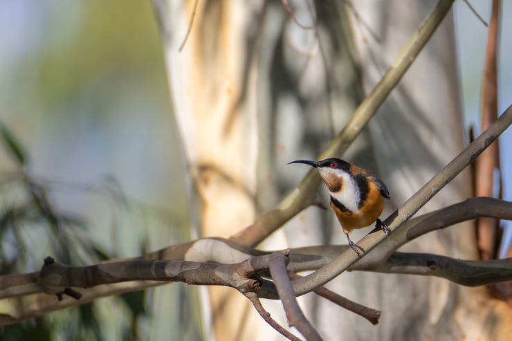 Méliphage a bec grele eastern spinebill oiseaux d'australie
