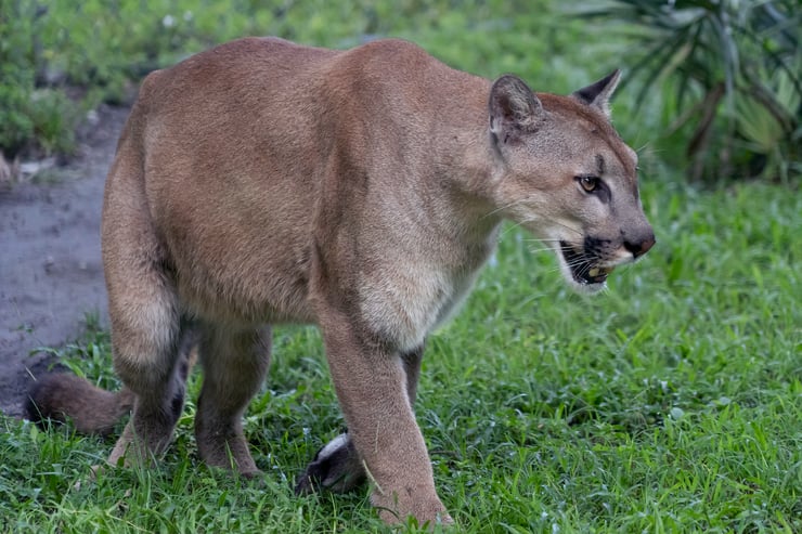panther de floride sous especes rare de puma couguar