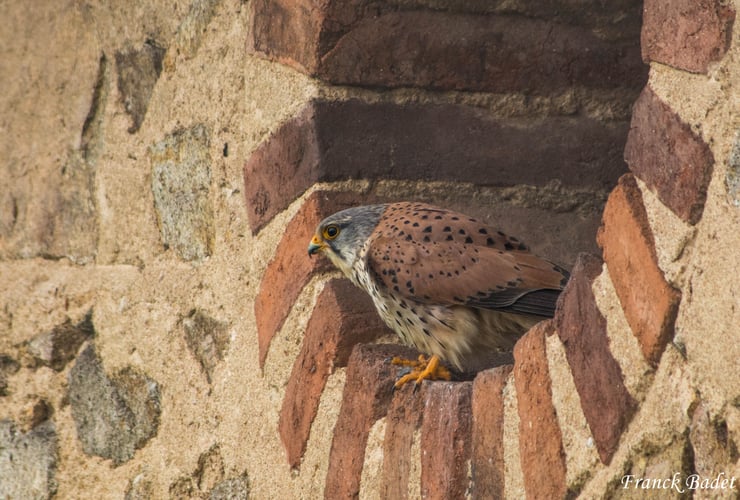 faucon crecerelle fiche oiseaux animaux campagne 