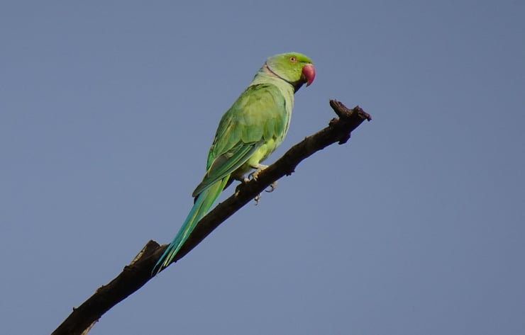 perruche verte ou perruche à collier Psittacula krameri