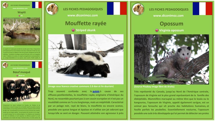 fiches animaux canada quebec à telecharger et a imprimer pdf download animal fact striped skunk virginia opossum elk musk ox