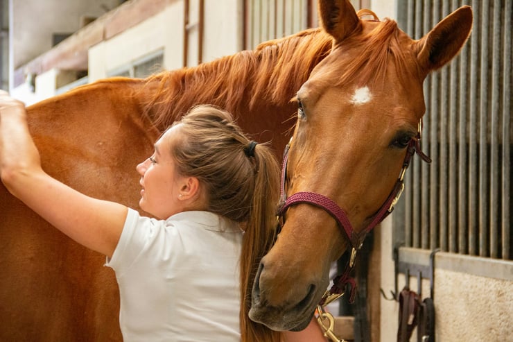 Le cheval : ce compagnon de l’homme depuis des millénaires