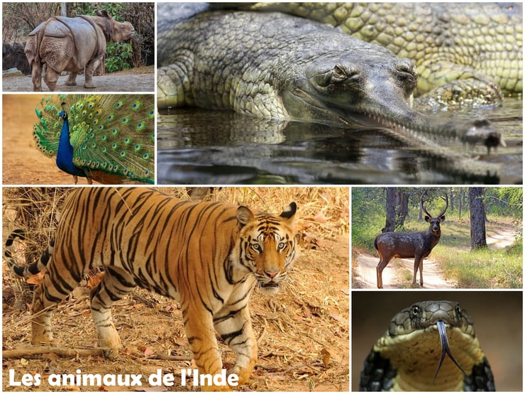 liste des animaux de l'Inde