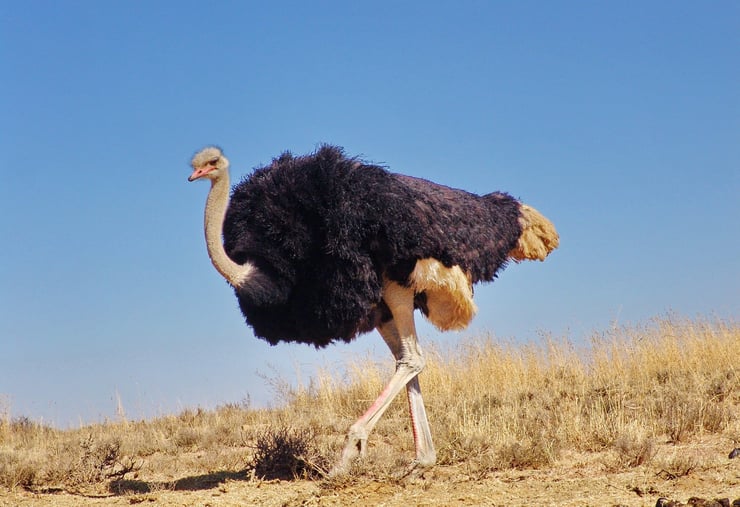 plus grand gros oiseaux du monde autruche