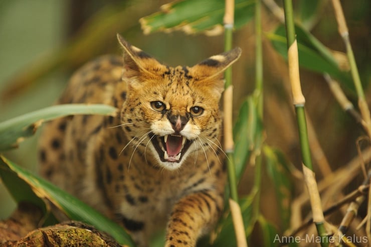 Le serval chasseur des hautes herbes