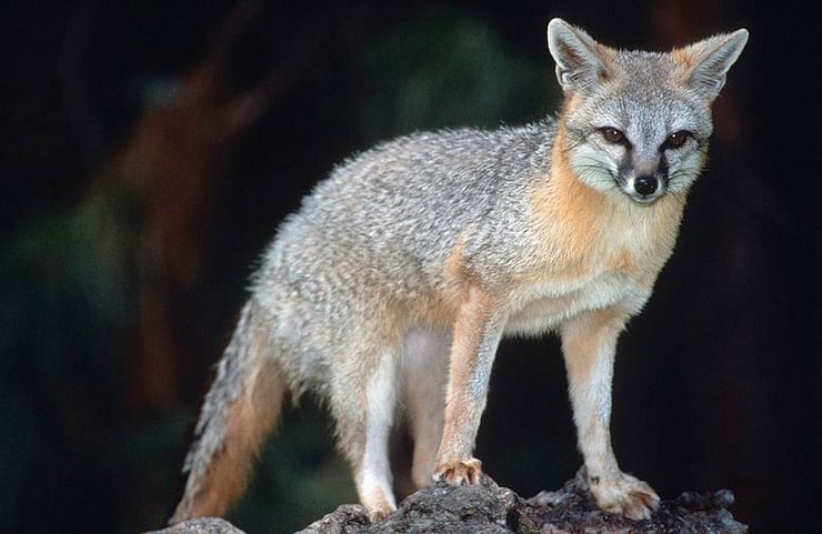 animaux canada quebec renard gris grey fox