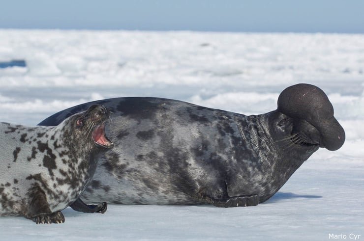 phoque à capuchon fiche animaux mammiferes marins habitat alimentation  reproduction taille poids