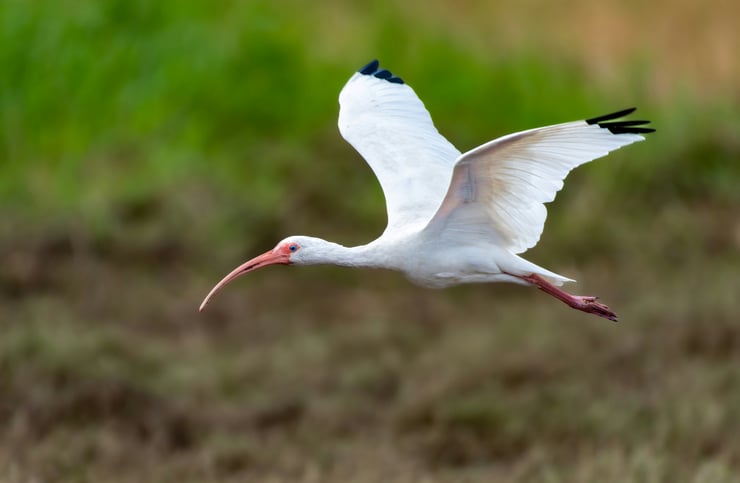 ibis blanc marais et zones humides