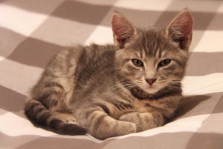 chaton rayé sur couverture cocooning bebe chat cute baby cat