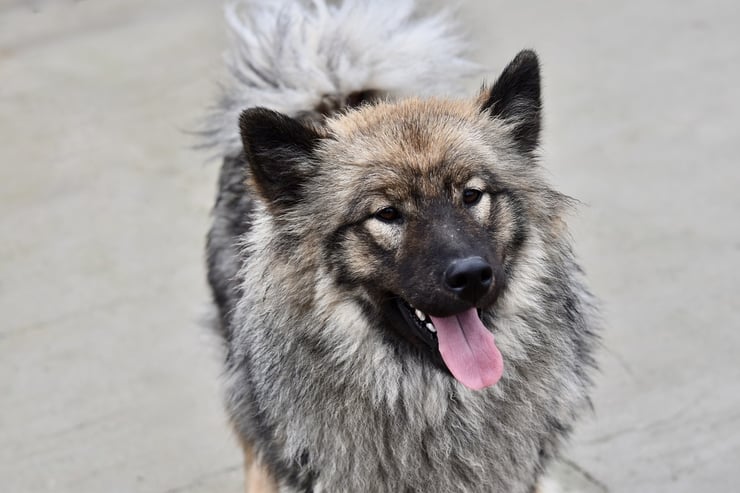 eurasier fiche chien liste race caractere origine sante