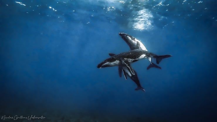 famille de baleine à bosse en train de jouer