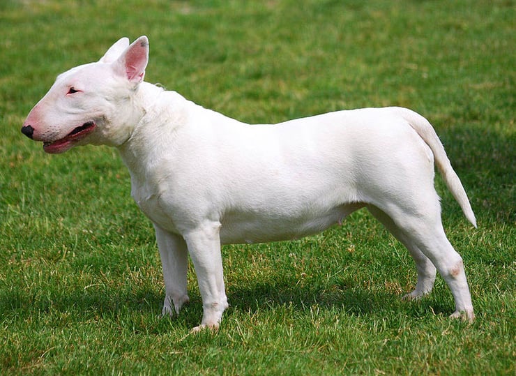bull terrier fiche chien animaux identification origine caractere comportement poil race